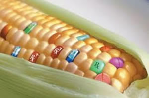 gmcorn